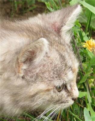 Нотоэдроз у кошек - пути заражения, опасность для окружающих животных, симптомы и лечение - lifehelper.one