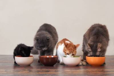 Допустимо ли котятам есть корм взрослых кошек - lifehelper.one