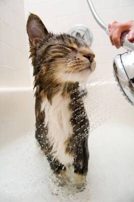 Как правильно купать котенка - lifehelper.one