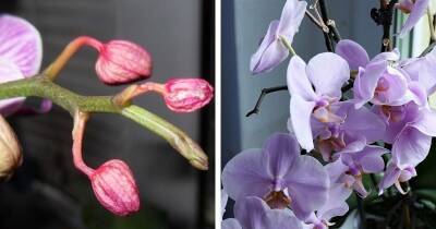 Три главные причины, почему орхидея сушит бутоны. Как это предотвратить? - cpykami.ru