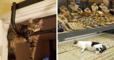 16 фото, которые доказывают, что у котов всегда есть своё представление об идеальном месте для отдыха - mur.tv