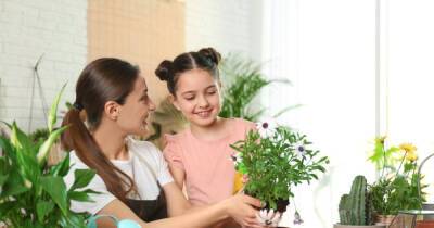 Растения, очищающие воздух: список, отзывы - 7days.ru
