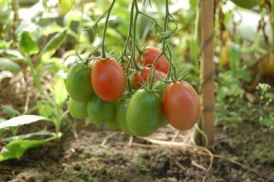 Игорь Зур - Сколько кустов томатов посадить в небольшой теплице, чтобы собрать больше 100 кг урожая за сезон - sadogorod.club