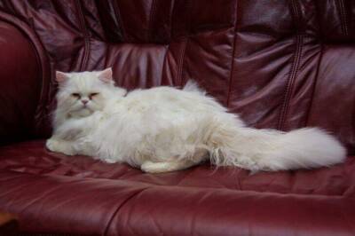 Это средство отучит кота точить когти о диван: простой секрет, который работает - lifehelper.one