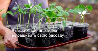 9 веских причин, чтобы выращивать свою рассаду - sadogorod.club