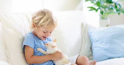 От элегантной русской голубой до бобтейла-интеллектуала: выбираем породу кошек для семьи с детьми - 7days.ru
