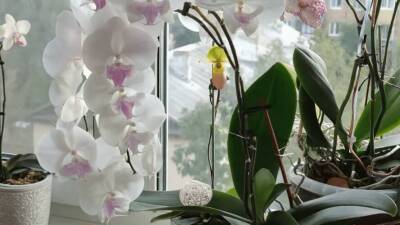 Естественная раскачка орхидеи без стимуляторов и удобрений. Просто создайте комфортные условия для обильного и пышного цветения - lifehelper.one