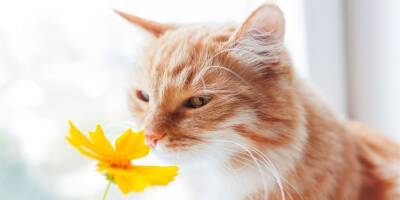 Какие запахи вызывают у кошек отвращение? - mur.tv