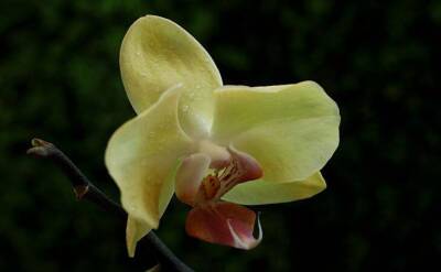 Светлана Протас - Почему орхидея «плачет»? Что делать, если на листьях появляются липкие капельки - sadogorod.club