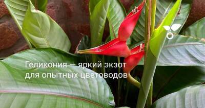 Геликония — яркий экзот для опытных цветоводов - sadogorod.club