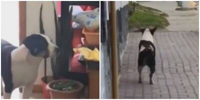 Бездомный пёс стащил угощение и запрыгал от счастья - mur.tv - Бразилия