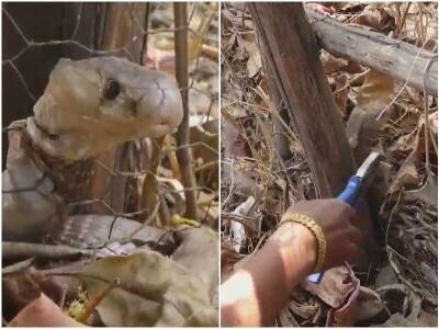 Жители деревни увидели змею, которой нужна была помощь - mur.tv - Индия