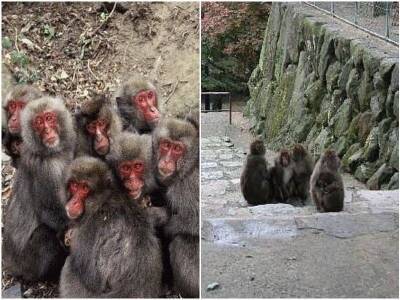 В зоопарке Японии самка макаки впервые за 70 лет возглавила стаю - mur.tv - Япония