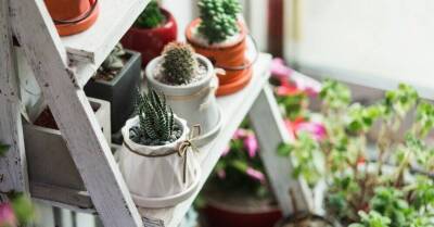 И противогаз не нужен: 6 растений, которые очистят воздух в вашей квартире - lifehelper.one