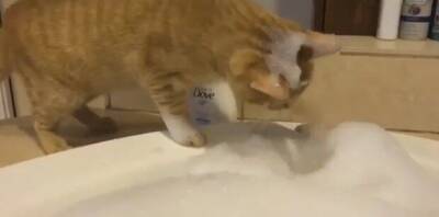 Кот самостоятельно вымылся и сполоснулся в ванне, чем удивил соцсети - mur.tv