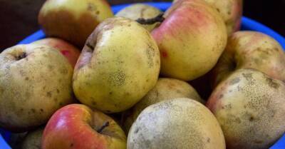 Увидев на рынке дешевые яблоки, скупаю килограммами, показываю, что готовлю из них дома - lifehelper.one