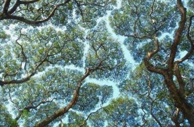 Феномен, когда кроны деревьев не касаются друг друга, удивляет даже ученых - fokus-vnimaniya.com