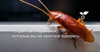 15 фактов о тараканах, которым вы не захотите поверить - sadogorod.club