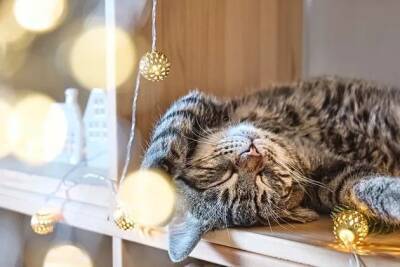 Можно ли говорить о зимней спячке у кошек? - mur.tv