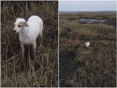 Собаку спасли с болот с помощью сосисок - mur.tv - Англия