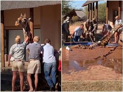 Жираф упал в бассейн, и доверил людям свое спасение - mur.tv - Юар