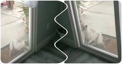 Маленький котик научился открывать большую дверь - mur.tv