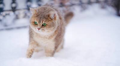 Замерзают ли коты зимой и может ли им навредить холод - mur.tv