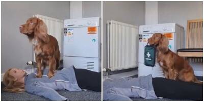 Хозяйка научила своего пса спасать жизни - mur.tv