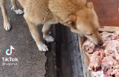 Аттракцион неслыханной щедрости: уличные собаки получают вкусные подарки, и их реакция бесценна - mur.tv