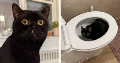 17 фотографий, которые доказывают, что чёрные коты приносят в дом не несчастья, а только милоту - mur.tv