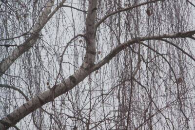 Светлана Протас - Деревья, из-за которых в огороде не растут даже сорняки: дождитесь весны и спилите - sadogorod.club