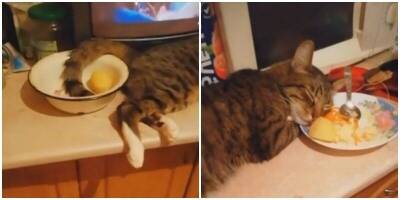 Котик уснул в салате и рассмешил пользователей сети - mur.tv