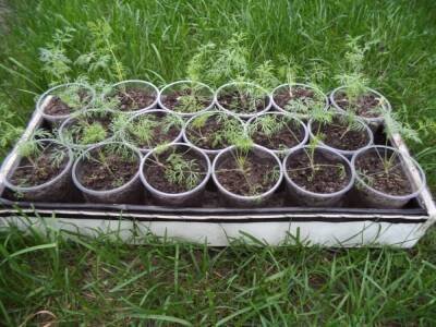Как вырастить укроп на балконе из семян для начинающих: пошаговая инструкция - sadogorod.club