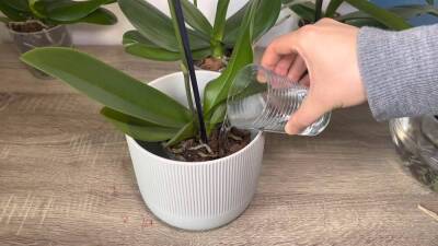 Правильный полив — залог здоровья орхидеи. Как нужно поливать, чтобы орхидея цвела и давала здоровые корни? - lifehelper.one