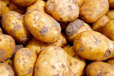 Как увеличить урожай картошки в 2 раза: малоизвестный, но эффективный способ - sadogorod.club
