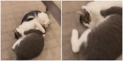 Самая ленивая драка котиков попала на видео - mur.tv