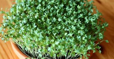 Микрозелень кресс-салат: польза и вред, фото, как выращивать, вкус, сколько растет - sadogorod.club