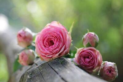 В каком месте лучше сажать розы: ошибки, из-за которых нет радости от цветов - sadogorod.club