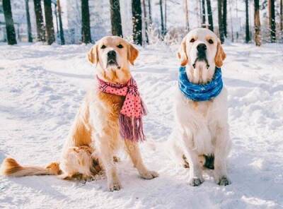 Как заботиться о собаке зимой? 10 правил безопасного выгула - lifehelper.one