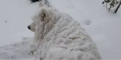 «Это не жестокость, просто мой пёс сошёл с ума»: смотрим весёлое видео со снежной собакой - mur.tv