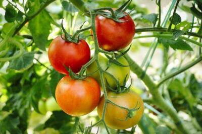 Как выращивать помидоры без единого полива за все лето: полоть тоже часто не придется, а урожай будете собирать ведрами - sadogorod.club