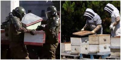 В Чили во время протеста пчеловодов было покусано семеро полицейских - porosenka.net - Чили - Сантьяго
