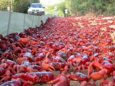 50 миллионов красных крабов перекрыли австралийские дороги и движутся к океану для спаривания - chert-poberi.ru - Австралия - Остров Рождества