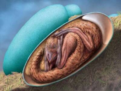 В Китае найден эмбрион динозавра внутри окаменевшего яйца - chert-poberi.ru - Китай