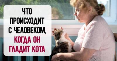 Информация для кошатников: что происходит с человеком, когда он гладит кота - takprosto.cc - штат Миннесота