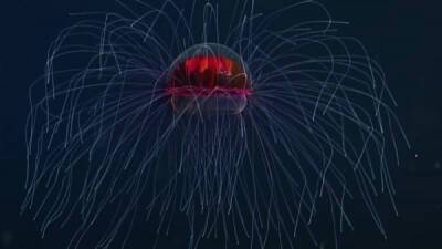 «Психоделическая» медуза — яркий обитатель морских глубин - porosenka.net - Россия - штат Калифорния - county Bay