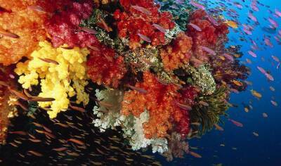 Кораллы — древнейшие существа на Земле - fokus-vnimaniya.com - Австралия - Филиппины - Палау