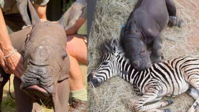 Детёныш носорога и зебра стали лучшими друзьями - porosenka.net - Sanctuary