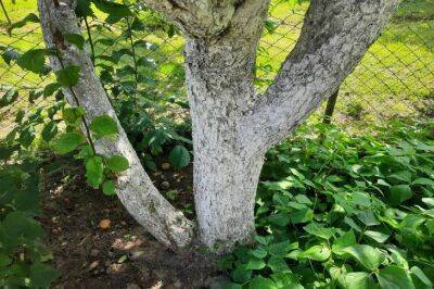 Особый рецепт осенней побелки для садовых деревьев: стойкая, питательная и не облазит после первой оттепели - sadogorod.club