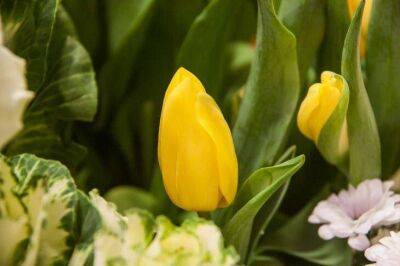 Как посадить тюльпаны осенью для пышного цветения весной: 5 главных секретов - sadogorod.club